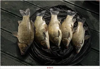 화곡지..제일 낚시터 조황..