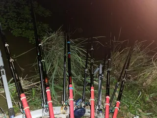 평택호 진위천 조황 소식