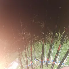 진위천 남양호 평택호 조황 소식