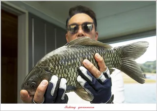 목벌 39.5 cm..38.5 cm 조황..