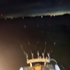 남양호 평택호 조황 소식