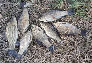 무료터 청미천 붕어소식