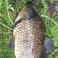 5월 중순의 조황안내 입니다.