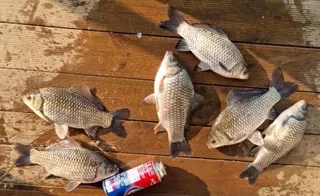 [고삼지] 좋아지고 있는 조황