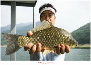 목벌 4 짜..솔 4 짜 및 삼십후반 대물 조황..