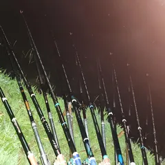 진위천 평택호 조황 