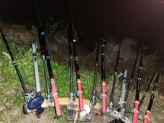 평택호 진위천 조황 소식