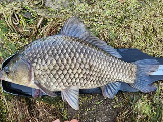 경북권 조황입니다 