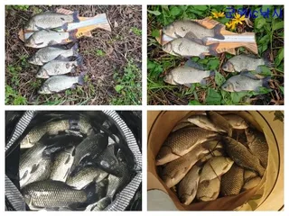 위천강, 소류지, 대물,월,준척 대박조황들~~