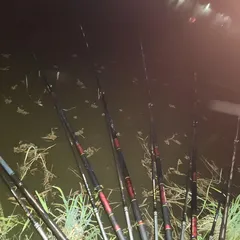 진위천 평택호 조황 