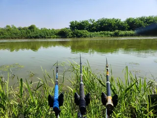 평택호 진위천 조황 소식