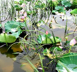 장마-폭우뒤의 저수지 모습 입니다.