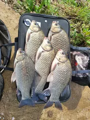 경북중부권 가을 대물낚시시작입니다 ~