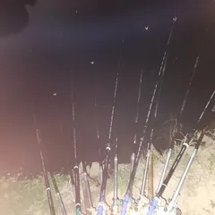 진위천평택호 조황조식