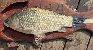 [고삼지] 붕어의 모습