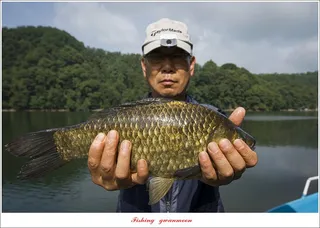 화곡지 조황 및 충주호 오름수위 현황..