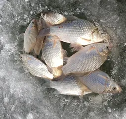 [이천권] 소류지 얼음낚시 상황