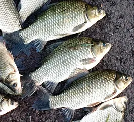 가을시즌의 조황안내 입니다.