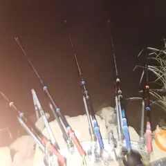 진위천 평택호 조황 