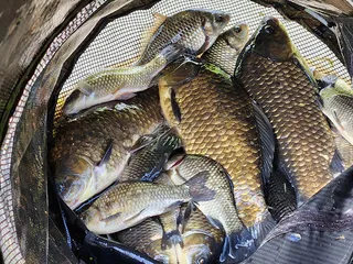 연일 사짜와마릿수 조황 