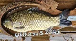 고삼지와 그 제방아래 한천