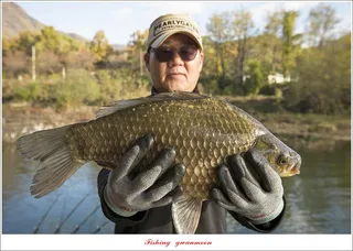 솔 43.5 cm..41.5 cm..41 cm..용원지 4 짜 조황..