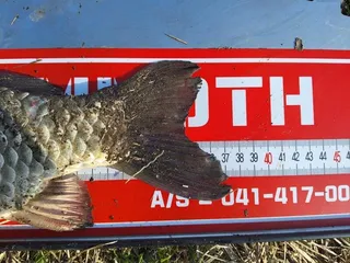 고삼지 노지 붕어