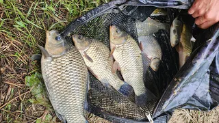 경북중부권 조황입니다 