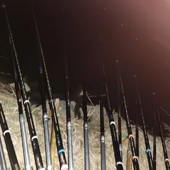 진위천 남양호 평택호 조황 소식