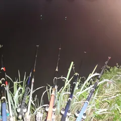 평택호 진위천 남양호 조황 소식