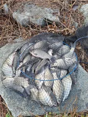 진위천평택호 조황조식