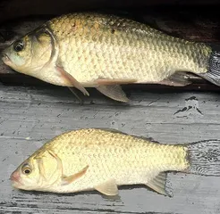 삼복지절-8월의 붕어낚시