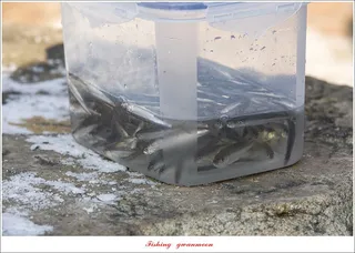 중산지..이곡지..구안지 빙어 낚시..