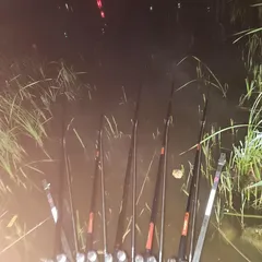 평택호 진위천 남양호 조황 소식