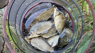 경북권 조황입니다-