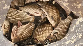 경북중부권 대물마릿수 조과를 ~