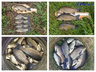 위천강 호조황과 포인트안내입니다 ~~