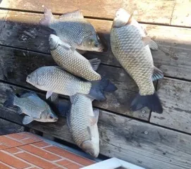 [고삼지] 오랜만에 인사드립니다