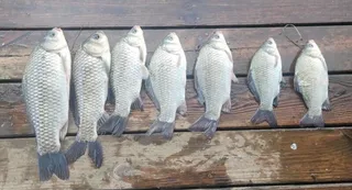 고삼지 붕어 소식