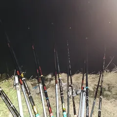 진위천 평택호 남양만 조황 소식 