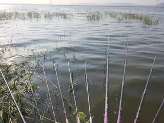 진위천 남양호 평택호 조황 소식