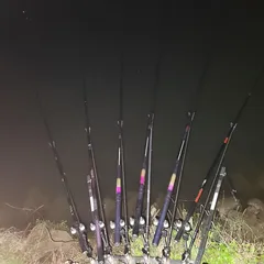 평택호 진위천 조황 소식