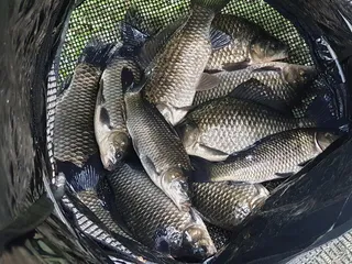 9월11일 오늘아침, 위천강 월,준척마릿수조황~~