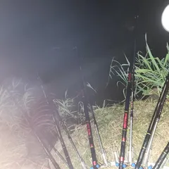 진위천 평택호 조황 