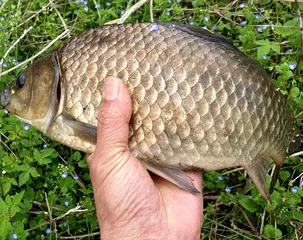 역시 붕어 시즌-5월을 맞으면서......