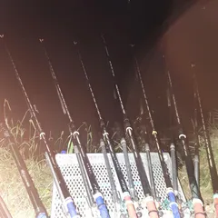 평택호 진위천 조황 소식