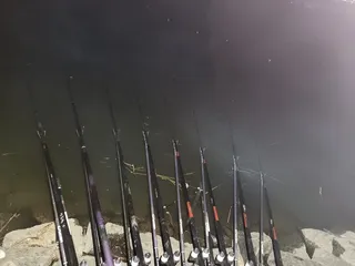 평택호 진위천 조황 소식