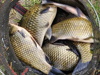 경북북부권 사짜,그리고대물들....