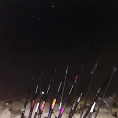 진위천 남양호 평택호 조황 소식