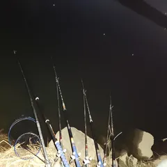 진위천 평택호 조황 